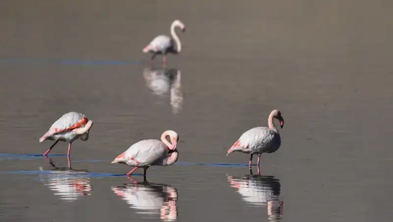 Kuş Cenneti Kuraklığın Pençesinde: Flamingoların Sayısı Tehlike Altında!