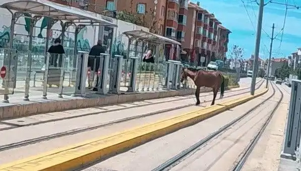 Eskişehir'de Tramvay Raylarında Başına Buyruk Hala At: Şok Eden Görüntüler!