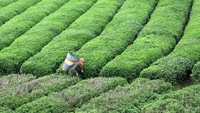 ÇAYKUR, Bayramda da Çay Alımına Devam Edecek