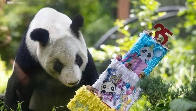 35 Yaşındaki Dev Panda Xin Xin, Kutlamalarla Yeni Bir Yaşa Adım Attı!